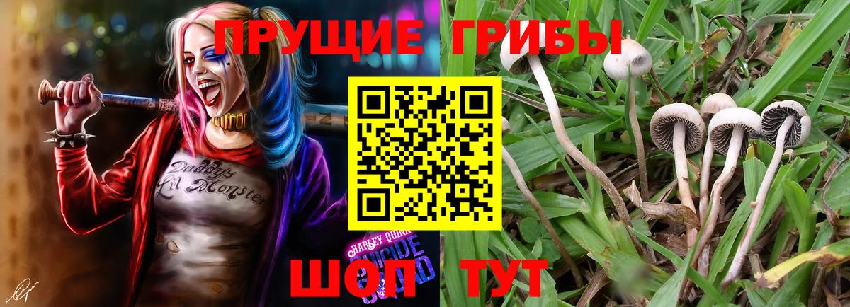 Псилоцибиновые грибы Psilocybine cubensis  Вход с VPN  Свободный 