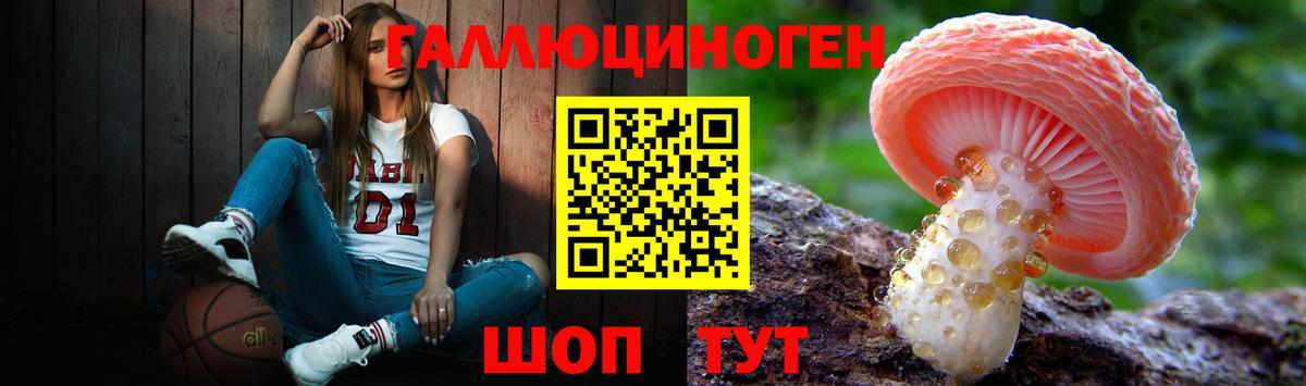 Псилоцибиновые грибы Psilocybe Свободный